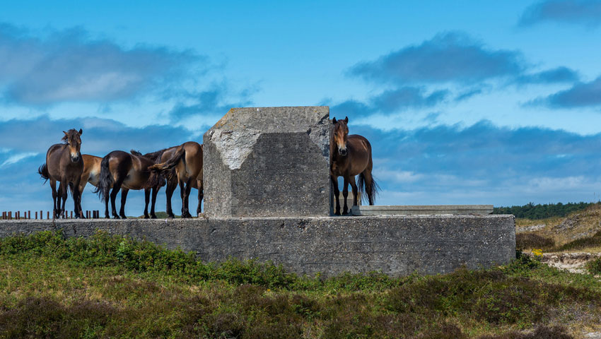 Eén van de vele bunkers op Texel, hier het domein van Exmoor pony's © foto Shutterstock