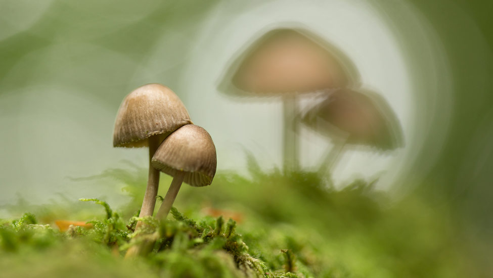 wandelnieuws bergendal paddenstoelen