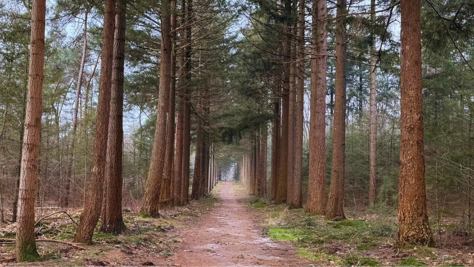 Natuurwandel4daagse.nl – wandelroutes voor échte natuurliefhebbers