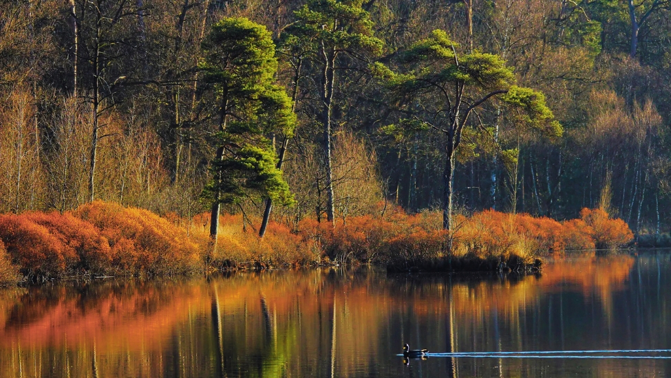 tevoetonline nieuws oisterwijkse bossen en vennen 11