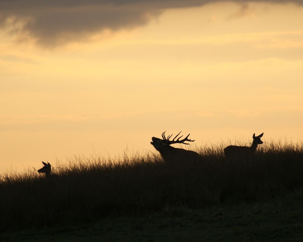© patrick van rooijen