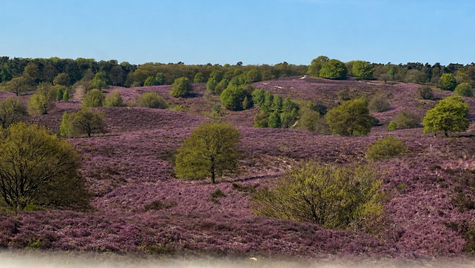heide natuur wandelvierdaagse - Posbank - Veluwezoom