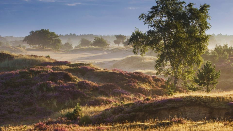 heide natuur wandelvierdaagse Dwingelderveld