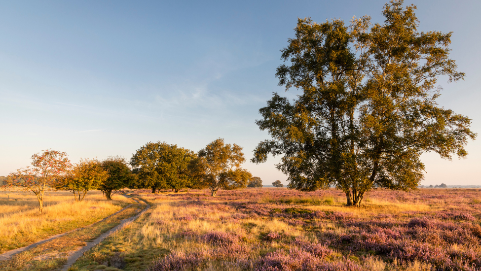 karin broekhuijsen dwingelderveld 02