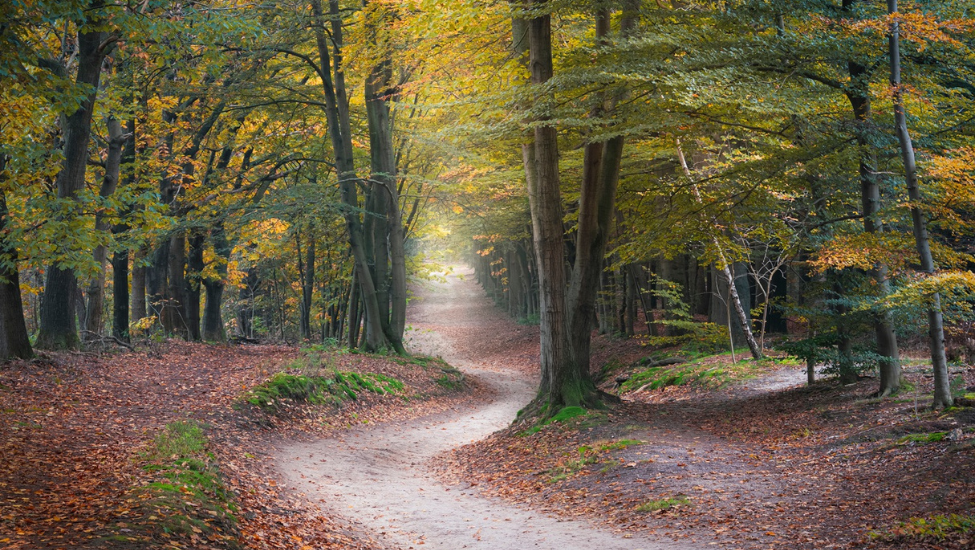 2. kaapse bossen herfst stockfoto