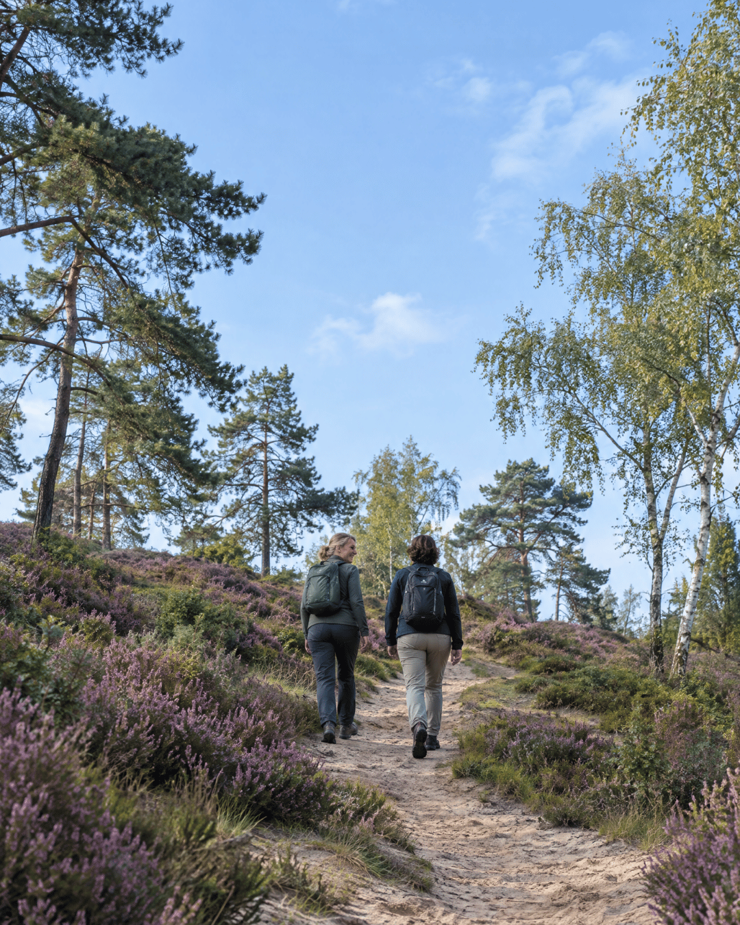 heuvelrug natuurwandel4daagse2027 wandelaars heide