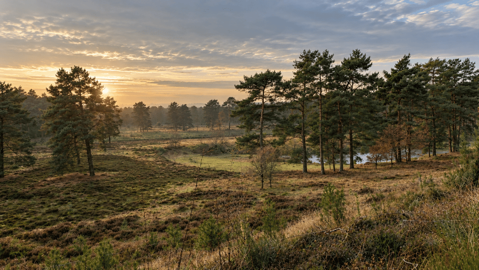 heuvelrug natuurwandel4daagse tijdelijk vroegboekkorting