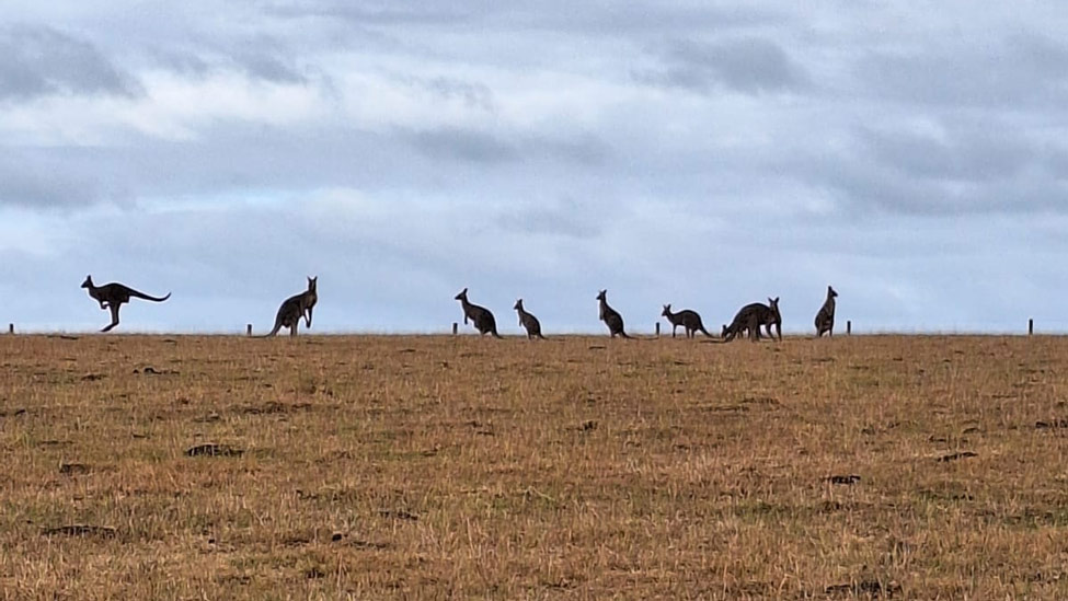 wandelpraat australie kangoeroes