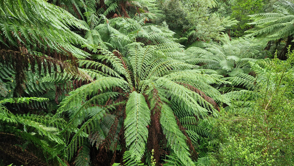 wandelpraat australie varens