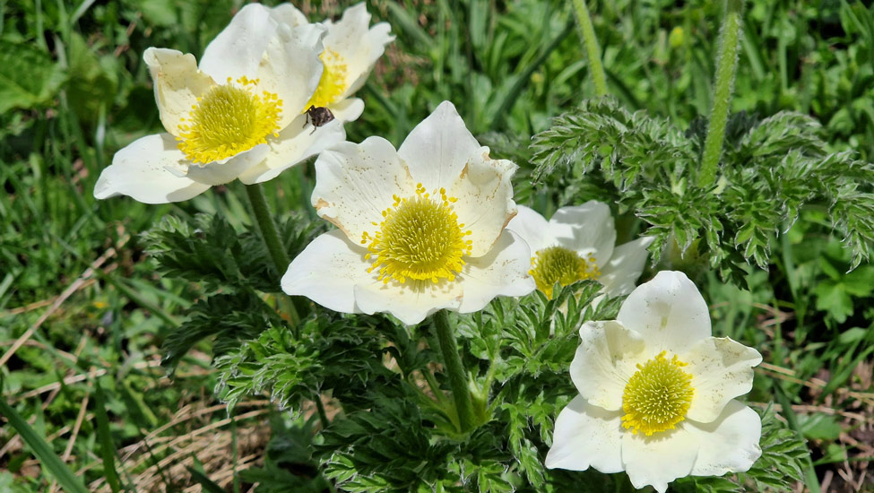 wandelpraat col gelebloemen