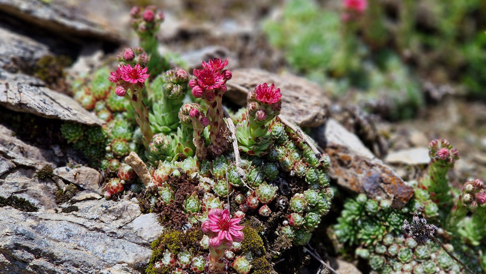 wandelpraat col rodebloemen