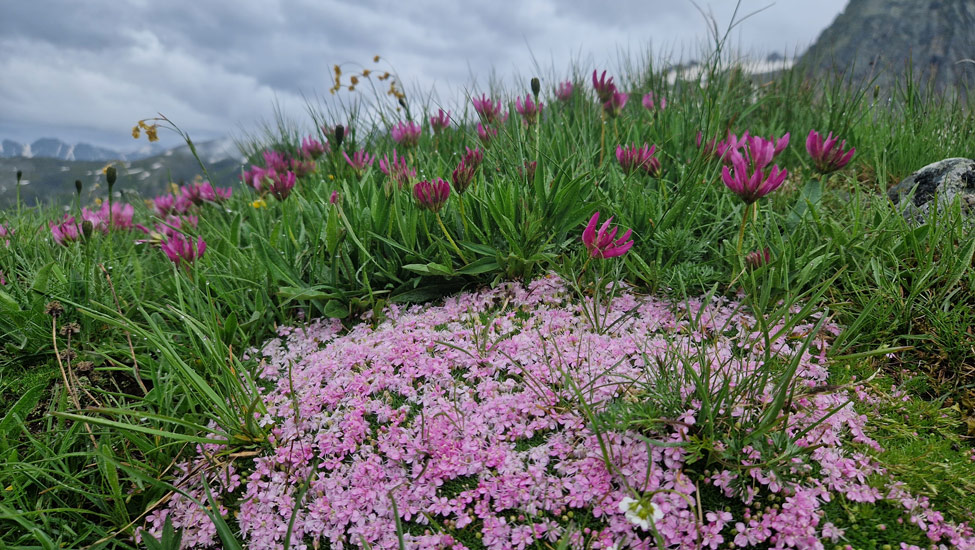 wandelprat col paarsebloemen