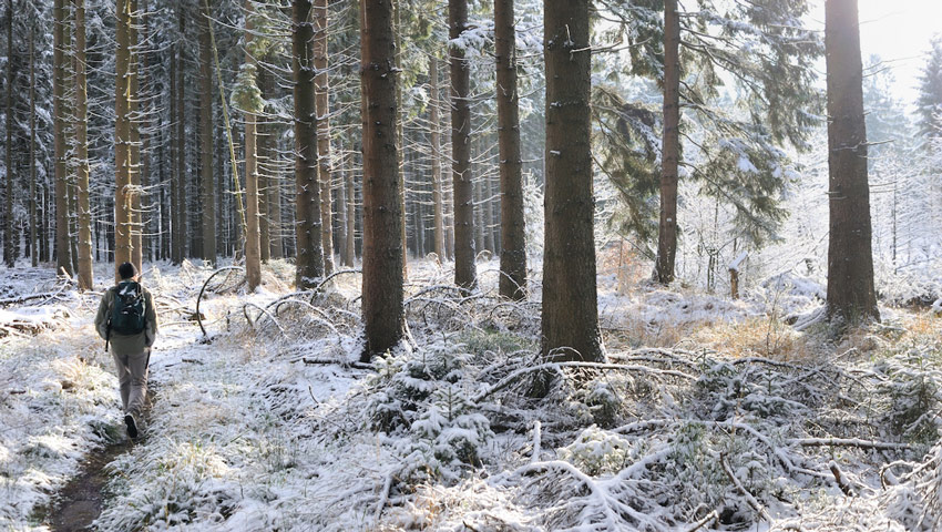 wandelnieuws wbt sprl cernix pierre pauquay petergensfeld forest winter