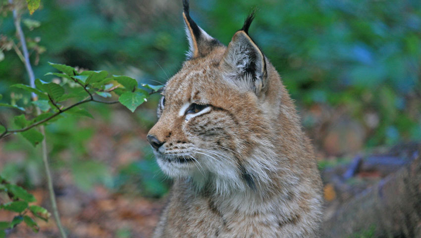 wandelvakantie lynx nlpharz siegfriedrichter