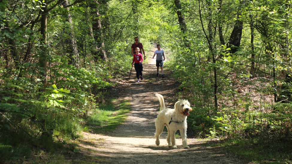 wandelvakantie achterhoek in het bergherbos